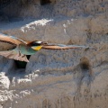 merops-apiaster-switzerland-1632F91D-8134-41E4-8484-11F42494F2B7.jpg
