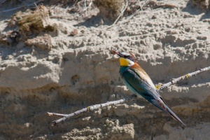 Merops apiaster (Guêpier d'Europe)