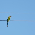 merops-hirundineus-namibia-DEAC4C3A-E962-4254-A849-6BA74FBB9025.jpg