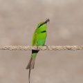 merops-orientalis-egypt-C3D677A9-E0EE-44FA-8DA5-FD2D682D3CE7.jpg