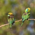 merops-orientalis-sri-lanka-B534CD2B-F20B-4F76-AD02-0C004DA7EDCD.jpg