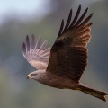 milvus-migrans-switzerland-6C5A33C4-2119-46AA-BCFB-D0F9706E54C0.jpg