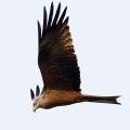 milvus-migrans-switzerland-843F2740-5CAD-44EA-8676-D76A0E84877C.jpg