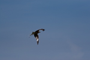 Milvus milvus (Milan royal)