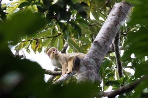 Miopithecus ogouensis (Talapoin du nord)