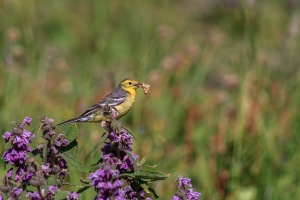 Motacilla citreola (Bergeronnette citrine)
