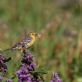 motacilla-citreola-kyrgyzstan-203A29D9-B1B8-4E1A-BBDE-0BC23B21A9CA.jpg