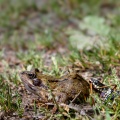 natrix-natrix-switzerland-55182A5C-BADC-4CD7-AE7C-C87FADA12317.jpg
