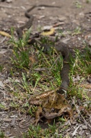 Natrix natrix (Couleuvre à collier)