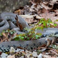 natrix-natrix-switzerland-C2C3B359-77C5-4950-82D3-92343EBFFEE6.jpg