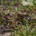 natrix-natrix-switzerland-E0CC903D-455A-4306-AD03-791E2E77731D.jpg