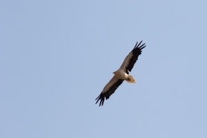 Neophron percnopterus (Vautour percnoptère)
