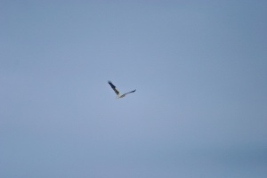 Neophron percnopterus (Vautour percnoptère)