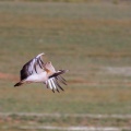 neotis-ludwigii-south-africa-6895C91B-039F-4653-842F-658FA3D29954.jpg