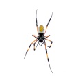 nephila-inaurata-reunion-C2EAB59E-9E9C-4326-ABC1-86C3FC3B2BB2.jpg
