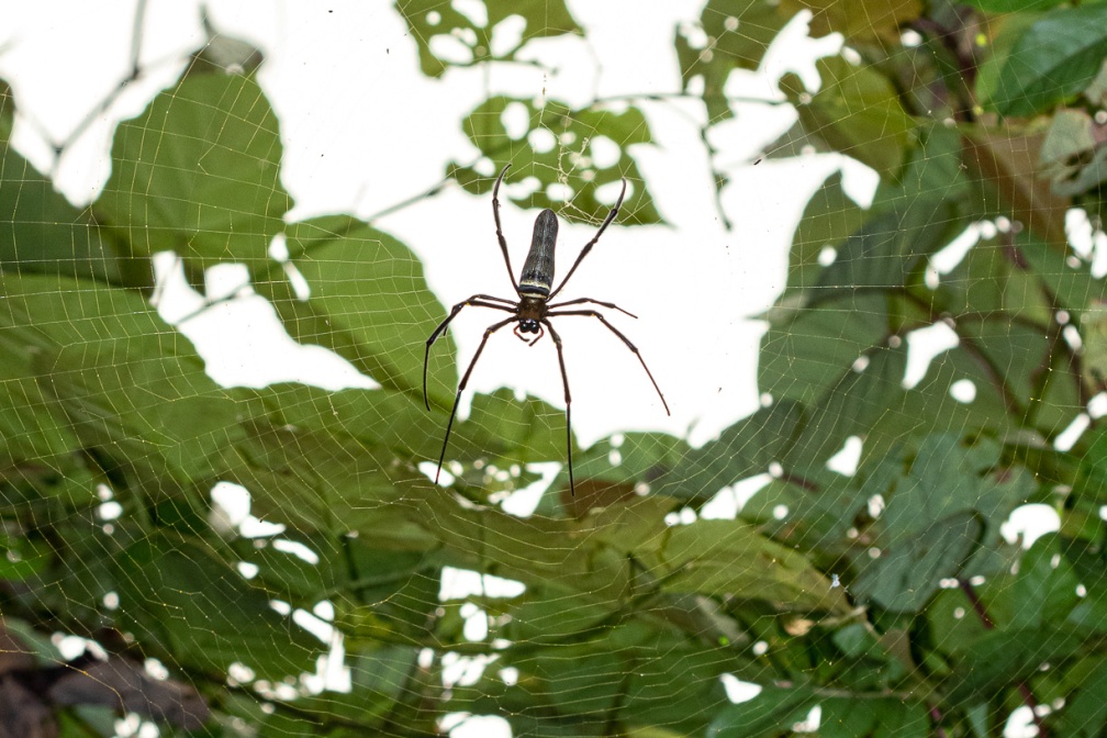 nephila-pilipes-indonesia-8AABFBAC-0D86-49D2-9B5E-75AB4C4F4862.jpg