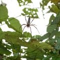 nephila-pilipes-indonesia-8AABFBAC-0D86-49D2-9B5E-75AB4C4F4862.jpg