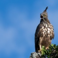 nisaetus-cirrhatus-sri-lanka-B382F3B9-41AC-42CC-8C6C-7ADDC922DB71.jpg