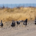 numida-meleagris-namibia-9F1806B3-DD13-44B0-B2EC-2A423ECBF50E.jpg