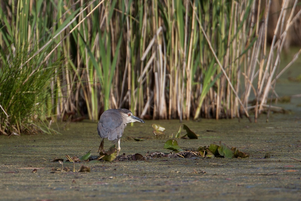 nycticorax-nycticorax-switzerland-BA94FA77-61FB-401F-961C-D79C090DA317.jpg