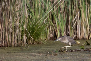 Nycticorax nycticorax (Bihoreau gris)