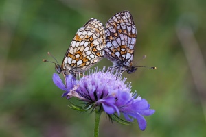 Nymphalidae, sp. indet.