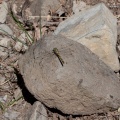 odonata-sp-france-1EA2A86C-2362-4B75-A817-E4C44CCC77A2.jpg