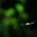 odonata-sp-switzerland-18C24A56-879A-438B-91E5-13CF584AB345.jpg