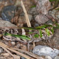 oedaleus-decorus-switzerland-D35B3553-8937-42D0-97AC-BECB602CB1B4.jpg