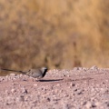 oena-capensis-namibia-894D516F-BB4B-4637-AA32-8F26CA94B36B.jpg