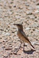 Oenanthe deserti (Traquet du désert)