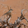 oenanthe-isabellina-saudi-arabia-C4D5C860-4AAA-11DC-AA40-000A95CA2156.jpg
