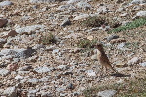 Oenanthe oenanthe (Traquet motteux)