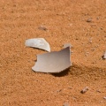 oeufs-d-autruche-saudi-arabia-9E00AC72-4A97-11DC-AA40-000A95CA2156.jpg