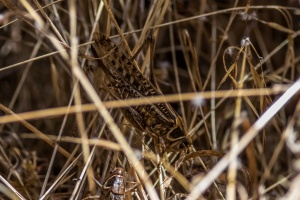 ORTHOPTERA, sp. indet.