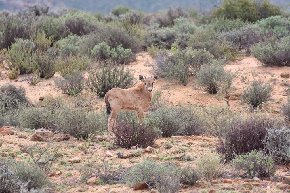 oryx-gazella-south-africa-5696538E-46DA-47AB-82C9-60919597E752.jpg