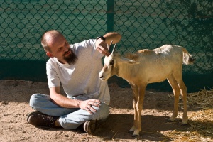 Oryx leucoryx (Oryx d'Arabie)