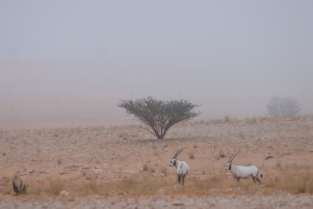 oryx-leucoryx-saudi-arabia-519AE2A3-4AA5-11DC-AA40-000A95CA2156.jpg