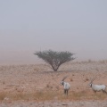 oryx-leucoryx-saudi-arabia-519AE2A3-4AA5-11DC-AA40-000A95CA2156.jpg