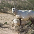 oryx-leucoryx-saudi-arabia-8FF3EC92-4AB8-11DC-AA40-000A95CA2156.jpg