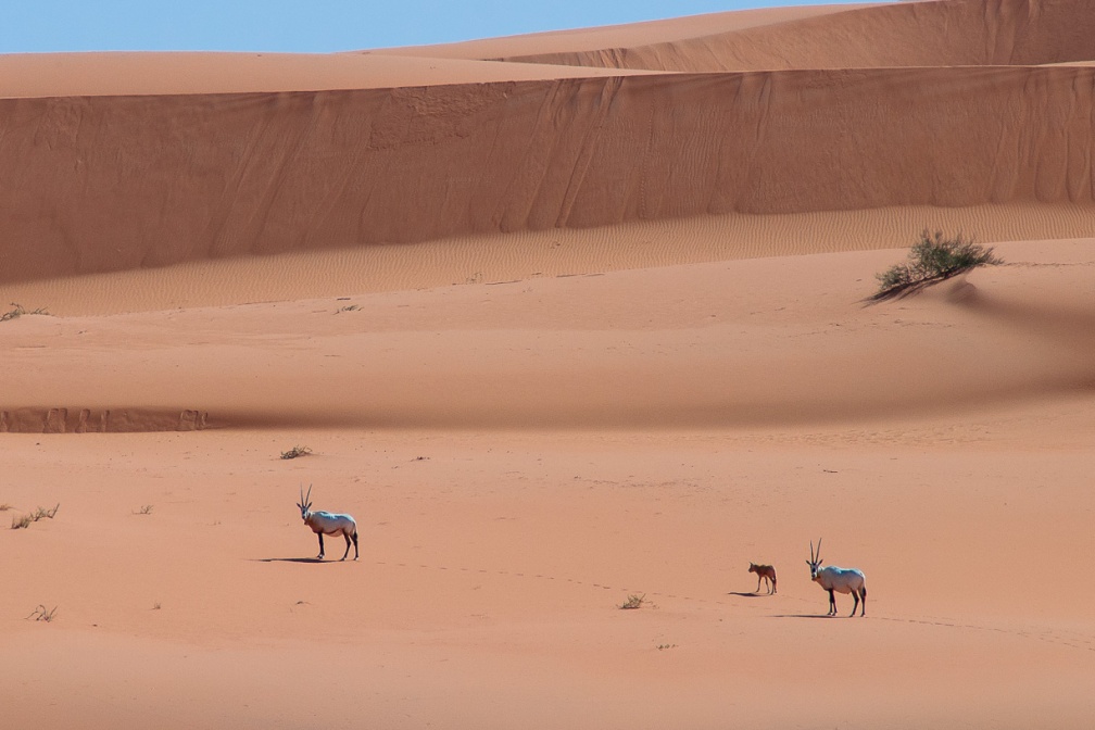 oryx-leucoryx-saudi-arabia-9E9E93D6-4AA3-11DC-AA40-000A95CA2156.jpg