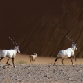 oryx-leucoryx-saudi-arabia-B66BFD3A-88A5-11DC-BD6E-000A95CA2156.jpg