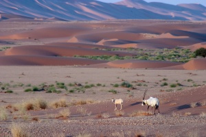Oryx leucoryx (Oryx d'Arabie)