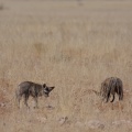 otocyon-megalotis-namibia-C7F258DE-3BC1-4C81-8A72-D1FC0CDC7535.jpg