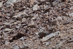 Ovis ammon (Marco Polo)