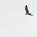pandion-haliaetus-switzerland-6F7AC09C-BC77-4D45-B3B1-147CC79CE669.jpg
