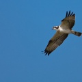 pandion-haliaetus-switzerland-AA309871-A865-4D0C-9268-F75B1997DA39.jpg