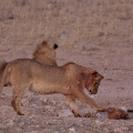 panthera-leo-south-africa-4BAAE7F3-6C40-493C-9B92-A89D6E836785.jpg