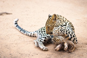 Panthera pardus nimr Hemprich & Ehrenberg (Léopard d'Arabie)