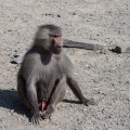 papio-hamadryas-saudi-arabia-3A63E0E6-4AB8-11DC-AA40-000A95CA2156.jpg